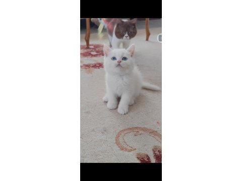 British shorthair kedisi beyaz