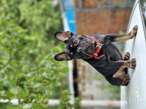 Dişi french bulldog izmir karşıyaka