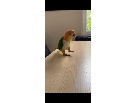 Portakal kafa kayık papağanı evcil el besleme
