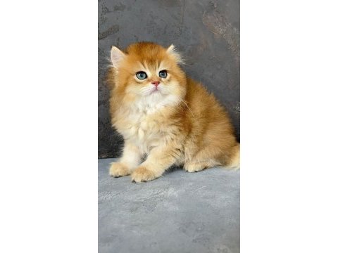 British longhair ny 11