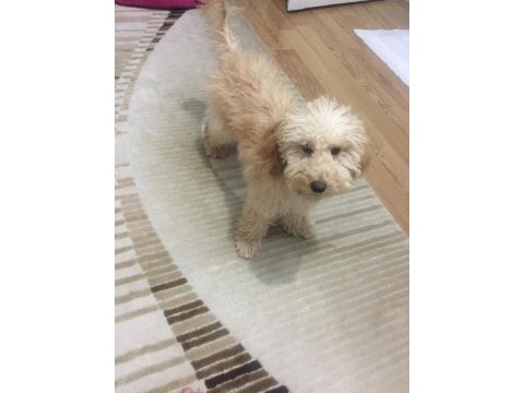 Yakışıklı poodle köpeğimiz kuki