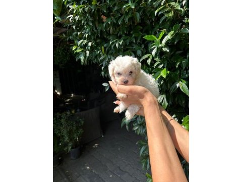 Maltese terrier