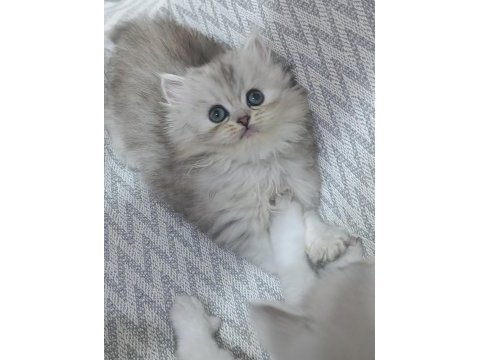 Dişi yavru chinchilla