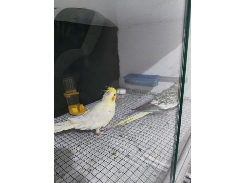 Yavru garantili çift sultan papağanı
