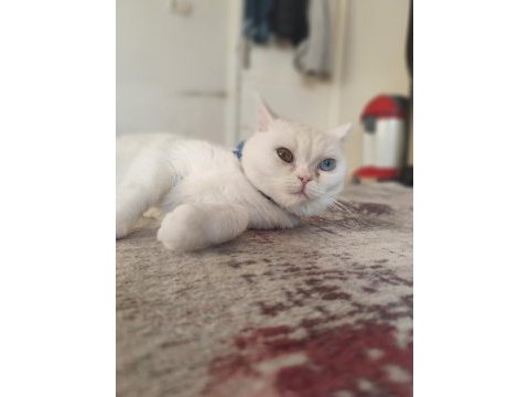 Kırma van kedisi