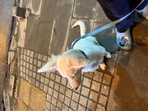 Rus finosu melez köpeğim