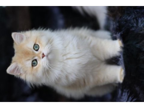 British longhair erkek kedimiz