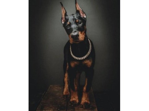 Gerçek safkan şecereli anne babadan europa doberman yavrular
