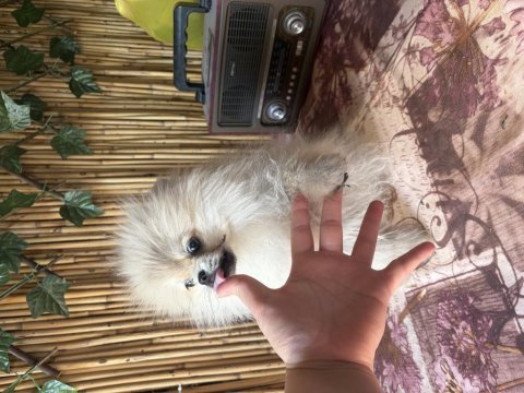 Orjinal pomeranian boo dişi 5 aylık yavru