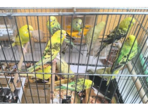 3 aylık yavru muhabbet kuşları