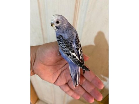 Son iki günde yeme düşen muhabbet bebeklerim