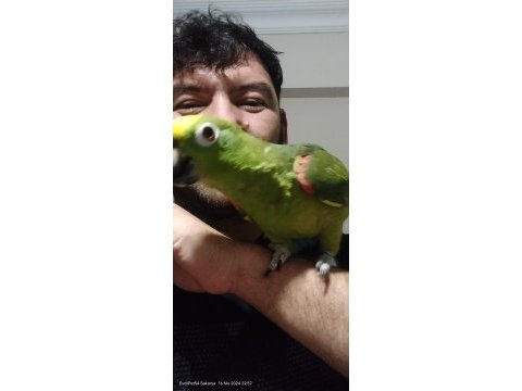 Sarı alın amazon papağanı full evcil