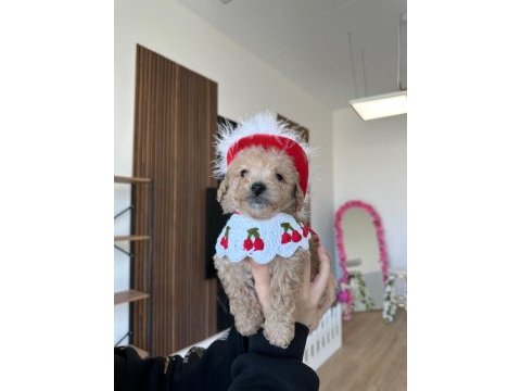 Sevimli maltipoo kızımız ailesini arıyor