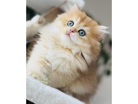 Safkan şecereli golden erkek british longhair