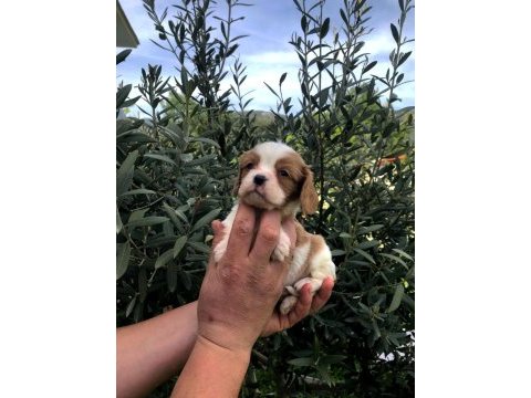 Irkının süper starı a+ kalite king charles bebekler