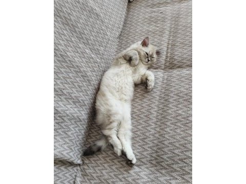 4.5 aylık erkek kedimiz