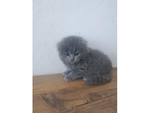 Show kalite scottish fold bebekler