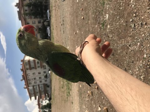 Yeni yeme düşen iskender papağanı