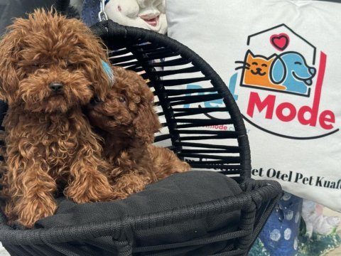 Wc eğitimli toy poodle yasal ruhsatlı çiftlikden