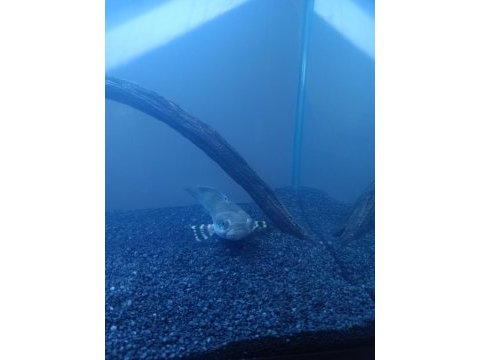 Channa yılanbaş 20 cm