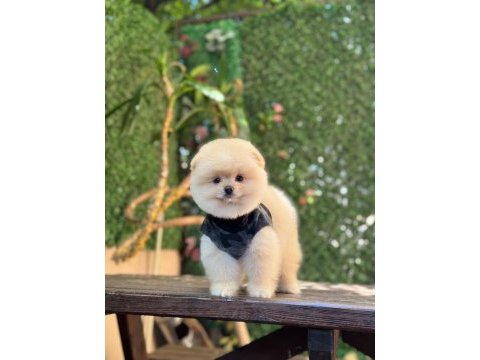 Üst kalite pomeranian boo