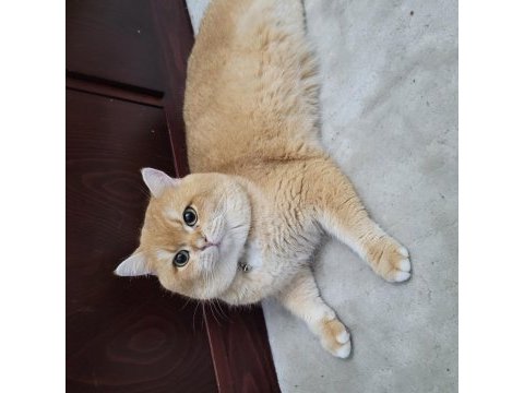 Yakışıklı 1 kedi bsh by12 golden british shorthair