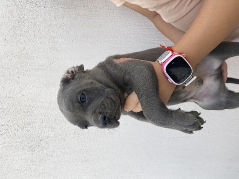 İzabel blue cane corselar