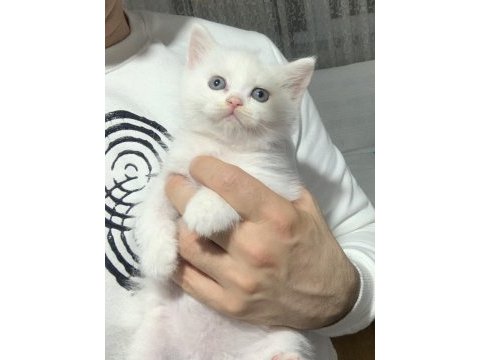Evden safkan scottish fold yavrular