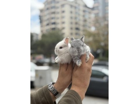 Orjinal bebek cüceler hazır