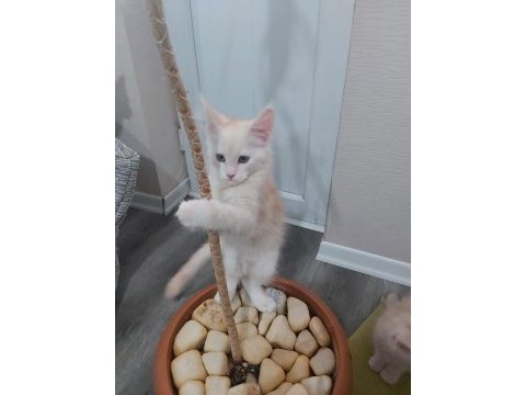 Safkan maine coon yavruları 3 aylık