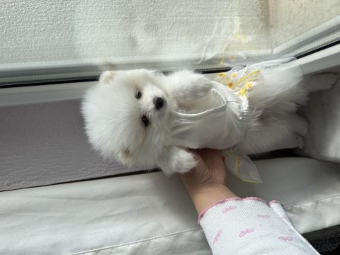 Pomeranian köpeğimiz yuva arıyor