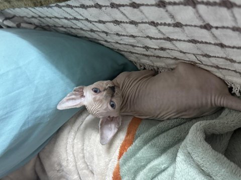 Yavru sphynx