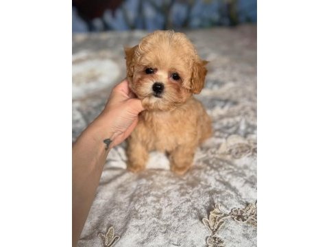 Dünya tatlısı maltipoo yavruları 