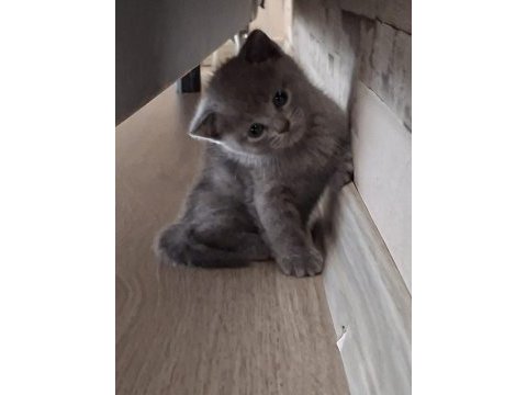 1 buçuk aylık kediler