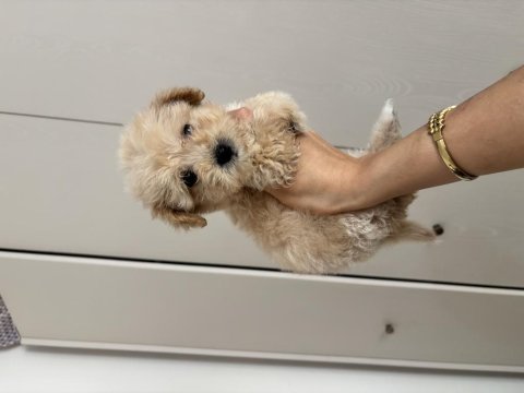 Çis pedi eğitimli maltipoo yavrular