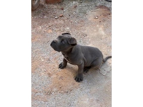 Yavru cane corso