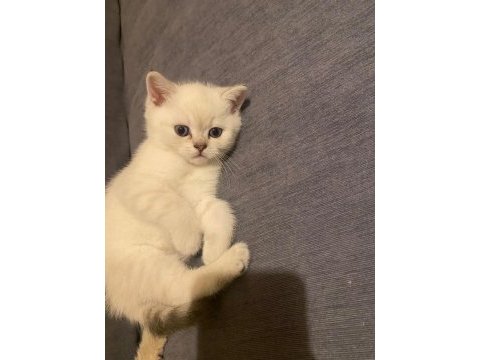 Dişi blue point british shorthair