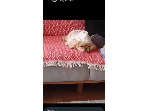 8.5 aylık dişi pekinez