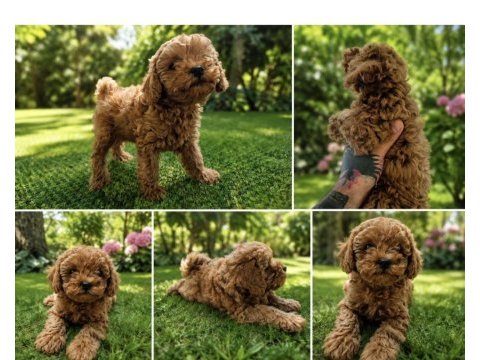 Toy poodle 50 günlük