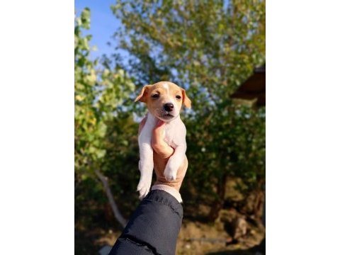 Zeka küpü orjinal jack russell yavrular