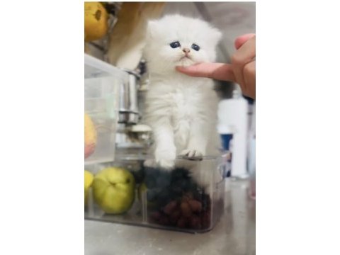 Pofuduk oyıncak tipinde sevimli bebek kediler
