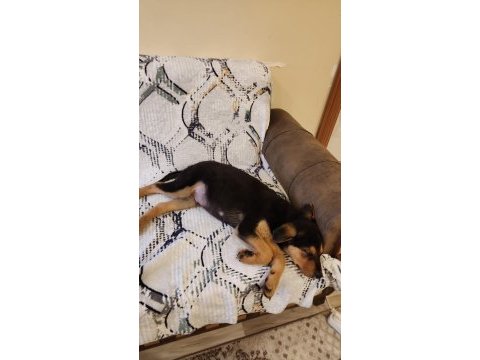 5 aylık rottweiler kırması yavru kopek