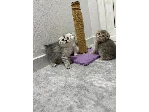 Scottish fold ve british