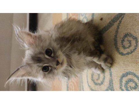 2 aylık safkan maine coon yavrularımız