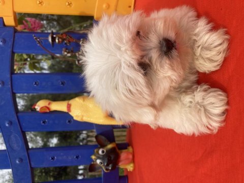 Maltese terrier