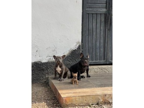 2.5 aylık erkek fawn french bulldog yavrum