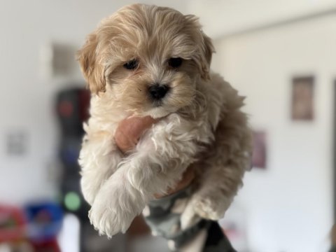 Ankaranın en seçkin tea cup kore maltipoo yavruları
