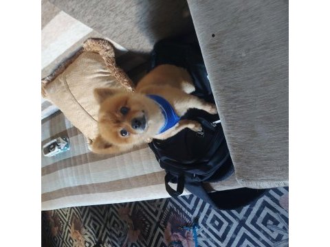 2 yaşında pomeranian tilki surat