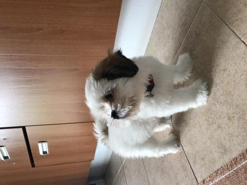 Shih tzu aslan