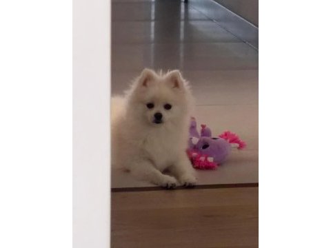 10 aylık safkan kore pomeranian boo